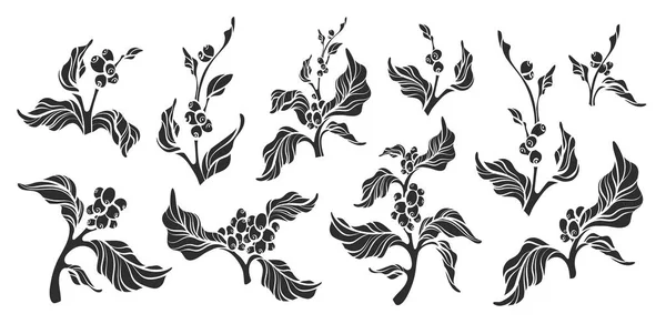 一套切合实际的咖啡枝与叶子和自然咖啡豆植物形图设计自然植物生态食品有机饮品黑色剪影插图在白色背景上隔离 Eps10 — 图库矢量图片