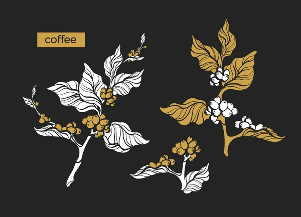 一套复古形状的咖啡枝 叶和天然豆 植物画金设计 自然树生态食品有机饮料草本剪影例证被隔绝在黑色背景上热带雕刻 — 图库矢量图片
