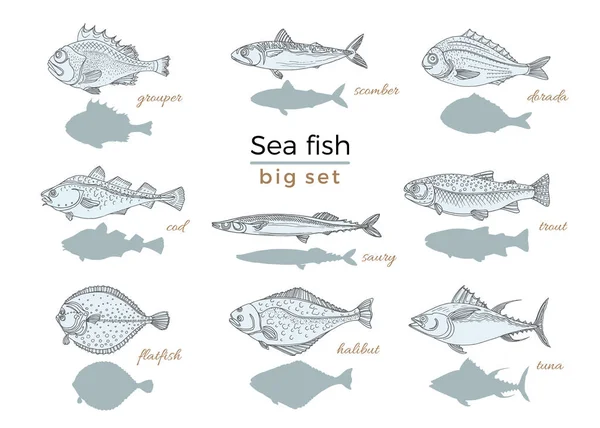 Marine Vintage Set Fish White Background Perch Cod Mackerel Flounder — Stock Vector