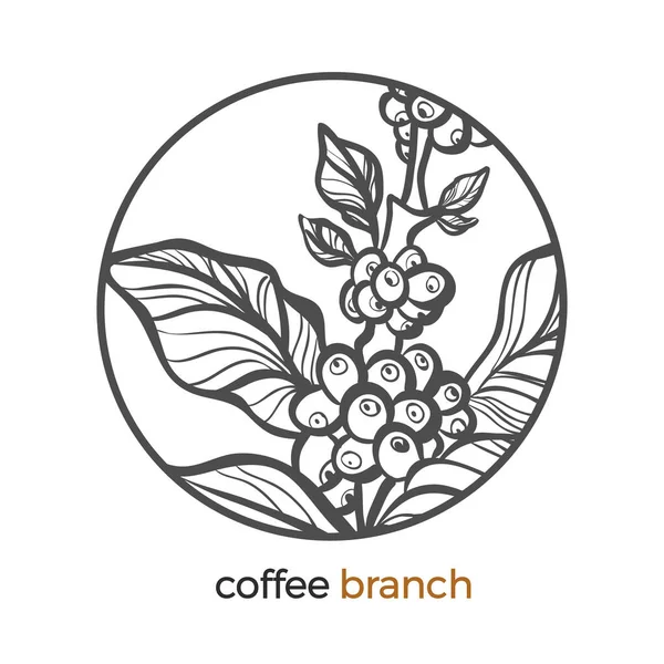 Vektor Aufkleber Von Kaffeebaum Zweig Logo Mit Bohne Getreide Botanische — Stockvektor