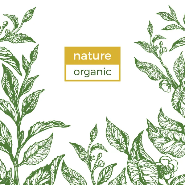 Vector Nature Green Template Vintage Floral Illustration Tea Branch Leaf — Stock Vector
