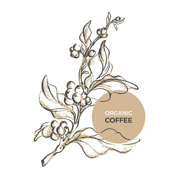Kahve Organik Ambalaj Vektör Çizimi Doğa Gerçekçi Şablonu Ile Yaprak — Stok Vektör