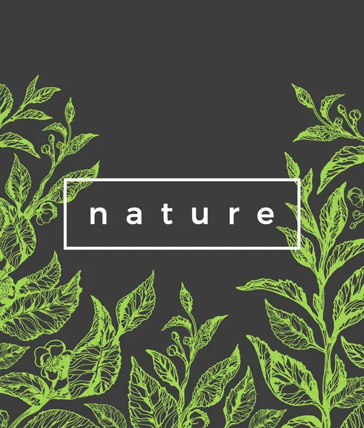 Modèle Vectoriel Vert Nature Illustration Estivale Vintage Avec Branche Thé — Image vectorielle