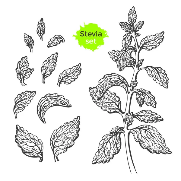 Wektor Zestaw Stevia Gałęzi Liści Świeży Zdrowy Produkt Organiczny Naturalny — Wektor stockowy