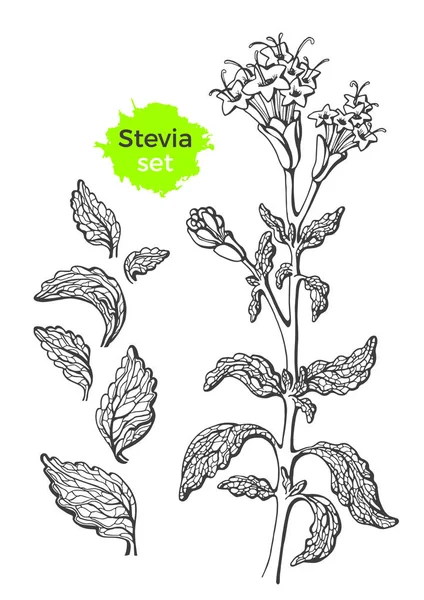 Conjunto Vectorial Stevia Con Rama Hoja Azúcar Fresco Producto Ecológico — Archivo Imágenes Vectoriales