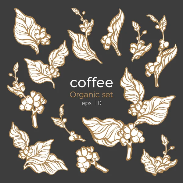 Conjunto Vectorial Ramas Árbol Café Con Hoja Frijol Silueta Dibujo — Vector de stock