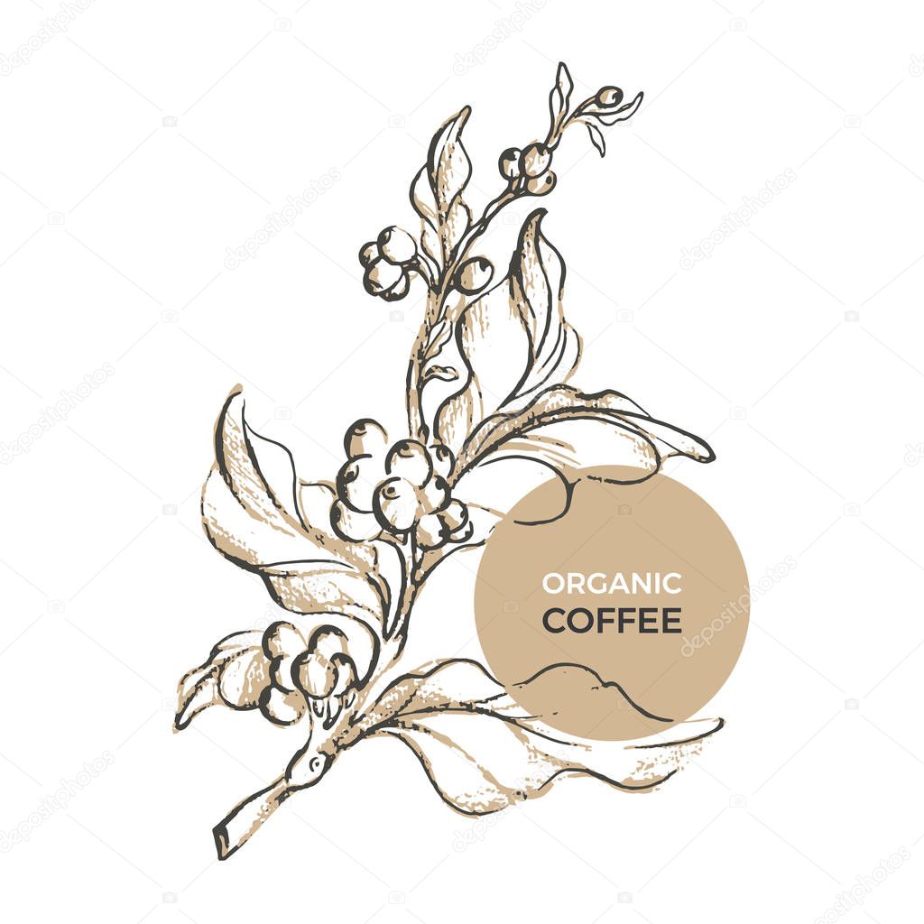 Vector sketch of coffee organic packaging. Nature realistic template with leaf, bean . Art hand drawing floral illustration on white background. Botanical doodle label, poster, card, symbol. Eco food