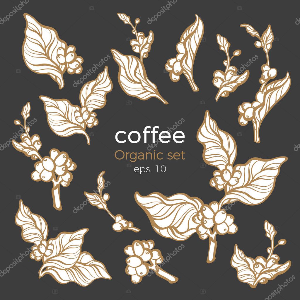 Vector set of coffee tree branches with leaf and bean. Botanical drawing silhouette, sketch food icon, logo, symbol. Shape art design. Realistic nature illustration on black background Organic drink  