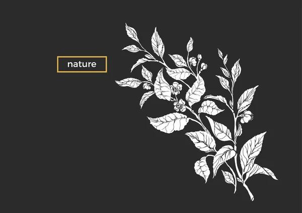 Векторный Тропический Шаблон Чайного Куста Ветки Листа Цветка Органические Напитки — стоковый вектор
