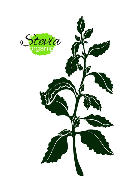 Vektör Oyma Stevia Bitki Dal Yaprak Medicina Sağlıklı Organik Ürün — Stok Vektör