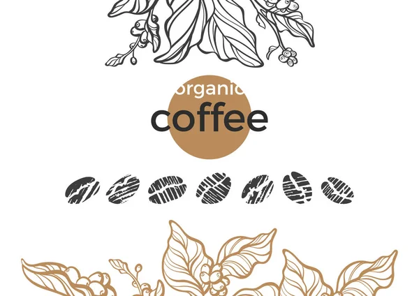 Vector Nature Set Coffee Tree Bean Branch Organic Food Aroma — Stock Vector