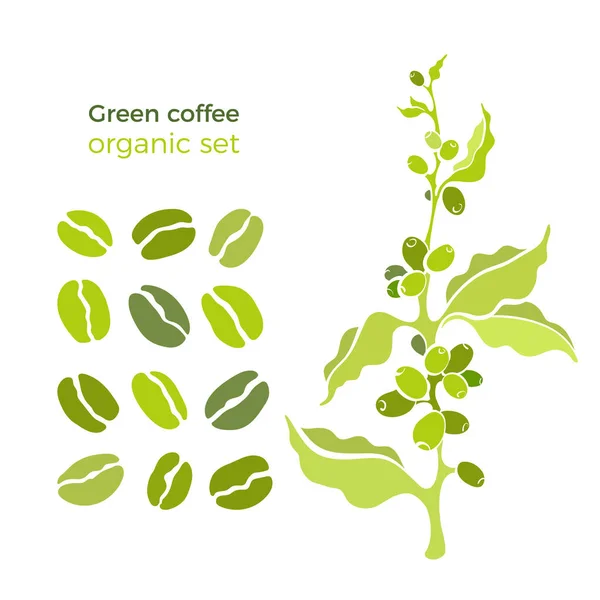 Vector Natuurlijke Set Van Koffie Tree Green Bean Berry Graan — Stockvector