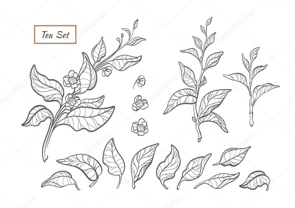 Vector nature set. Silhouette of tea tree, bush, branch with leaf, flower. Botanical floral bio collection. Organic health fresh drink Art line illustration isolated on white background Vegan bio food