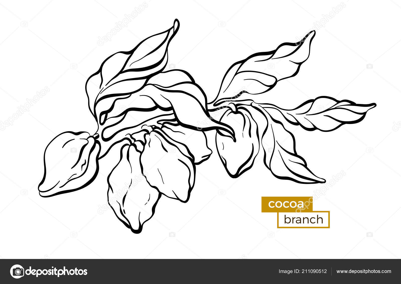 Simple Drawing Of A Tree With Branches Vector Cocoa Tree