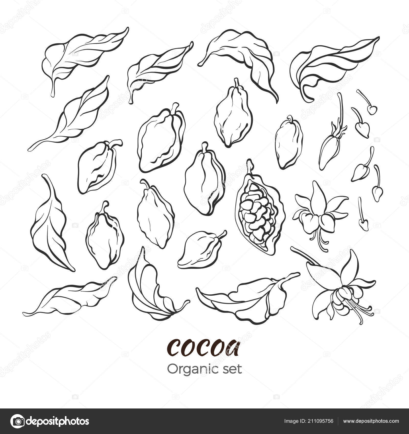 Ensemble Vecteurs Cacaoyer Feuilles Fruits Haricots Fleurs