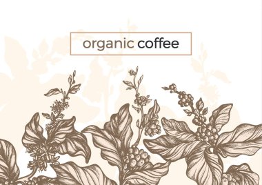 Vektör grafik kahve ağaç dal, yaprak, fasulye. Vintage el çekilmiş şablon, tropic arka plan, eski orman, kroki yeşillik. Doğal zengin içecek dekoratif retro tasarım, baskı, kart, afiş, ambalaj biyo