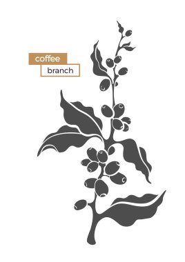 Yaprak ve kahve çekirdekleri botanik şekil tasarım gerçekçi çizim vektör kahve şube bitki Eko gıda doğa arka plan organik içki siyah siluet illüstrasyon izole beyaz zemin üzerine Eps10