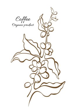Vektör kahve ağaç, dal, yaprak, doğal fasulye botanik sanat çizim tasarım gerçekçi bitki Biyo gıda doğa arka plan organik içki altın kroki illüstrasyon izole beyaz arka plan üzerinde