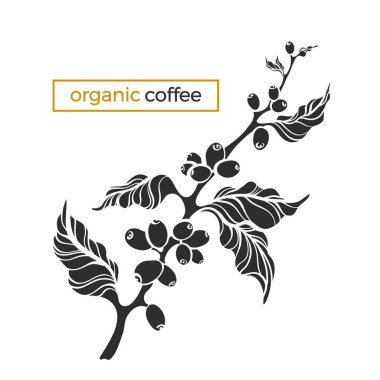 Yaprak ve kahve çekirdekleri botanik şekil tasarım gerçekçi çizim vektör kahve şube bitki Eko gıda doğa arka plan organik içki siyah siluet illüstrasyon izole beyaz zemin üzerine Eps10