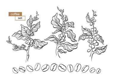 Kahve ağacı dalları çiçek, yaprak ve fasulye ile dizi vektör. Botanik çizim, eskiz. Hat sanat tasarım. Gerçekçi doğa tarzı. Organik illüstrasyon. Beyaz arka plan üzerinde izole büyük koleksiyonu.