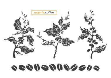 Kahve ağaç, dal, yaprak, fasulye şeklinde vektör kümesi. Botanik doğa sanat tasarım gerçekçi bitki beyaz arka plan üzerinde sembol organik gıda, aroma tropikal içki siluet illüstrasyon izole 