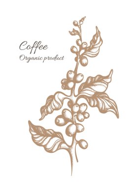 Vektör kahve ağacı, şube, doğal yaprakları, fasulye, tahıl. Botanik sanat kroki gerçekçi botanik bitki Eko gıda doğa arka plan tasarım organik içki Vintage illüstrasyon, eski resim oyma