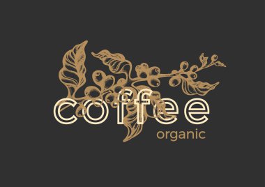 Ambalaj tasarımı için coffeeshop. Vektör grafik şablonu. Doğa organik amblemi, gerçek dal, yaprak, fasulye. Altın kroki çizim gıda logosuna siyah arka plan tropikal vintage etiket baskı, kart