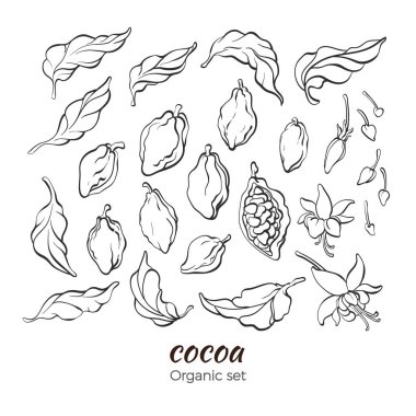 Vektör kümesi kakao ağacı yaprak, meyve, fasulye, çiçek, Filiz, bud. Basit resim çizim için koleksiyon organik doğal tatlı gıda, biyo içecek, çikolata kroki illüstrasyon izole beyaz arka plan üzerinde 