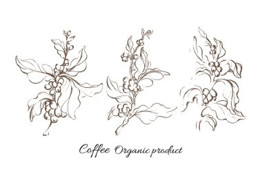 Gerçekçi kahve yaprak ve doğal fasulye ile ayarla. Sanat botanik el çizim kroki. Tasarım etiketi, poster, kart, sembol için retro illüstrasyon vektör grubu. Organik gıda, aroma içki, botanik ürün