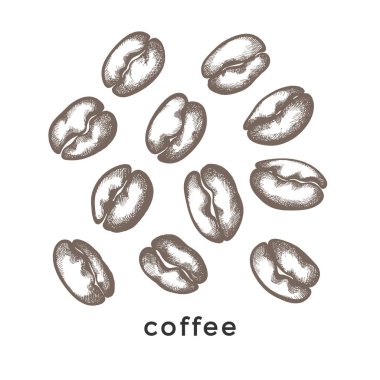 Vektör doğa ayarlayın. Kahve çekirdekleri beyaz arka plan sanat hattı, grafik kroki, kafe, dükkan için tasarım şekli. Organik siluet tahıl, aroma içki, Biyo gıda. Doodle illüstrasyon. Doğa grup izole