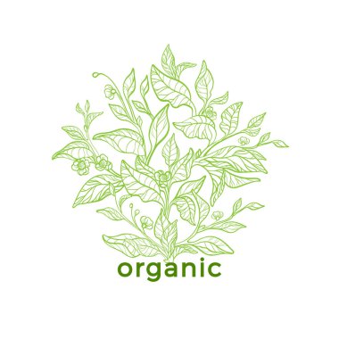 Vektör doğa amblemi. Sanat içini kaplamak çizmek. Doğal sembolü, çay ağacı, bush, dal, yaprak, çiçek kartı çiçek. Bitkisel içki, yiyecek kapak, biyo vegan logosu, organik yeşil bitki etiket, tıp için ambalaj