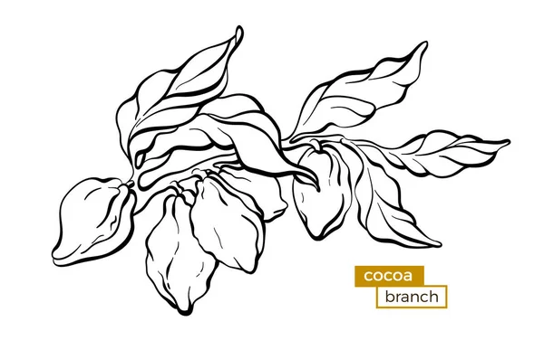 Vecteur Branche Cacaoyer Avec Feuille Haricot Esquisse Botanique Dessin Main — Image vectorielle