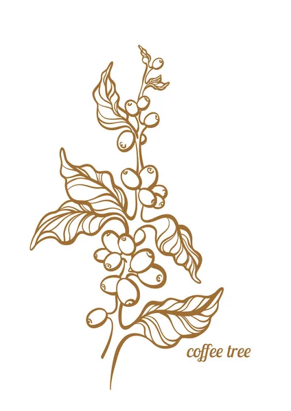 Vector Koffie Tree Branch Bladeren Natuurlijke Bonen Botanische Kunst Lijntekening — Stockvector