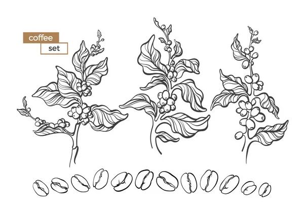 Kahve ağacı dalları çiçek, yaprak ve fasulye ile dizi vektör. Botanik çizim, eskiz. Hat sanat tasarım. Gerçekçi doğa tarzı. Organik illüstrasyon. Beyaz arka plan üzerinde izole büyük koleksiyonu.