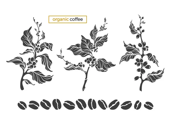 Vector Uppsättning Kaffe Träd Gren Blad Form Böna Botanisk Art — Stock vektor