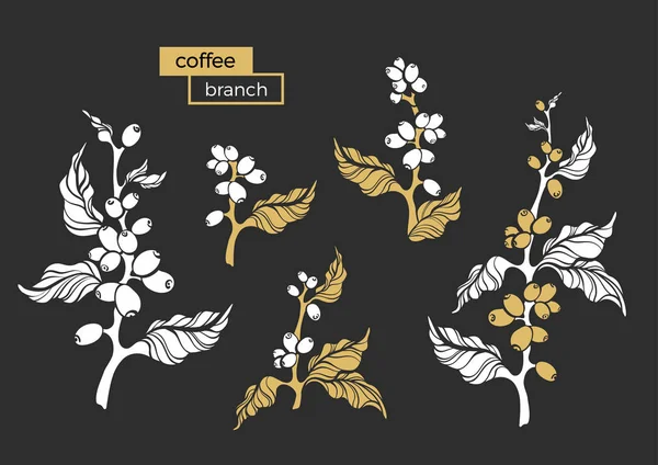 Ensemble Vectoriel Caféier Naturel Branche Feuilles Haricot Design Naturel Illustration — Image vectorielle