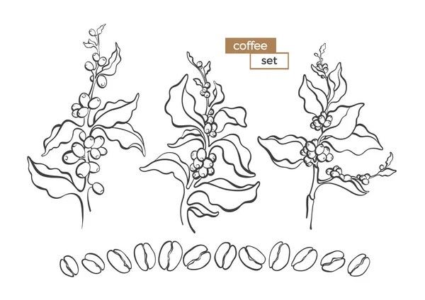 Vektör kümesi doğal kahve ağacı, bush, dal, yaprak, fasulye. Doğa Sanat içini kaplamak çizmek. Beyaz arka planda organik gıda, tropikal içki simge, sembol, biyolojik madde koleksiyonu çiçek şekil