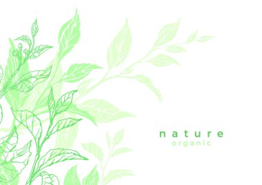 Çay bush, yaprak, çiçek organik içki, vegan gıda, yeşil şablon Herb şekli, botanik illüstrasyon, biyo vektör doğa afiş arka plan çiçek davet, bahar buket, zarif kapak, ekoloji kartı