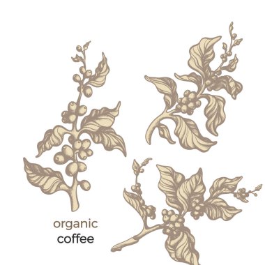 Vektör kümesi doğal kahve ağaç, dal, yaprak, fasulye. Vintage tasarım çiçek el çizmek resimde beyaz arka plan üzerinde organik aroma gıda, biyo tropikal içki kroki doğa koleksiyonu, eski gravür
