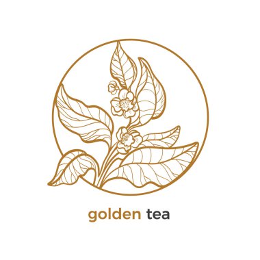 Çay ağacı, yaprak, dal logo vektör etiket çiçek botanik sanat çizim tasarım Daire gerçekçi yuvarlak kare Eko tropik bitki doğa grafik kroki ot organik illüstrasyon iç 