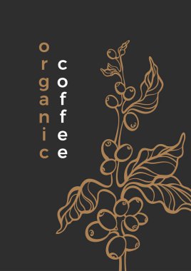 Vektör grafik şablonu kahve ağaç dal, yaprak, fasulye Vintage elle çizilmiş tasarım, tropic arka plan, kroki yeşillik Aroma doğal içki dekoratif retro tasarım, baskı, biyo kartı, afiş, lüks ambalaj