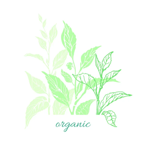 Vector Nature Card Tea Tree Bush Leaves Flower Organic Medicina — Stock Vector