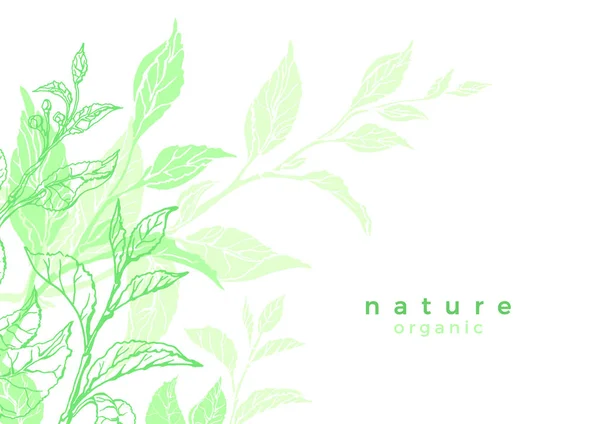 Wektor Natura Transparent Krzewu Herbacianego Liści Kwiat Napój Organicznych Wegańskie — Wektor stockowy
