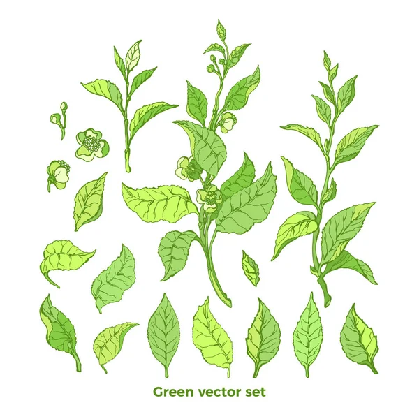 Vector Set Natuur Branch Blaadjes Bloem Groene Thee Bush Natuurlijke — Stockvector