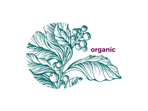 Vector Organic Symbol Circle Nature Floral Bio Design Green Sketch — Stock Vector