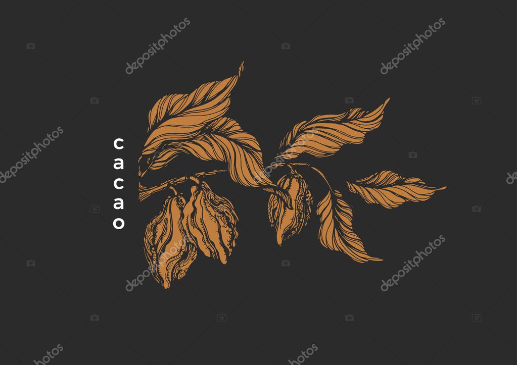 Vector graphic symbol Chocolate nature illustration Tropical cacao tree, branch, leaf, bean, fruit Natural sweet food Bio label, organic desserd Art sketch botanical design. Hand drawn vintage package
