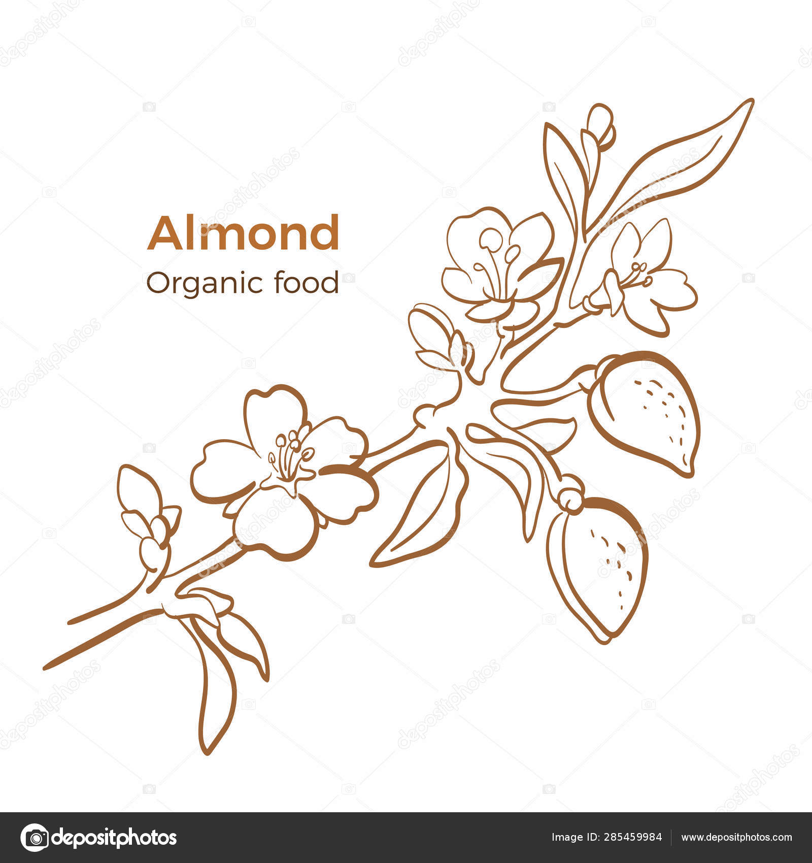 アーモンド。ベクトル植物学の枝。アートラインスケッチ ストックベクター ©BatikArt 285459984, image size:1600x1700