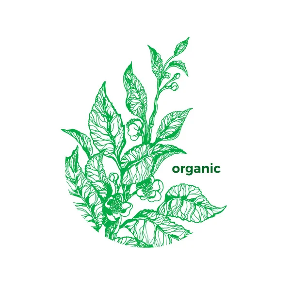 Un thé. Emblème vectoriel en cercle. Plantation en fleurs — Image vectorielle