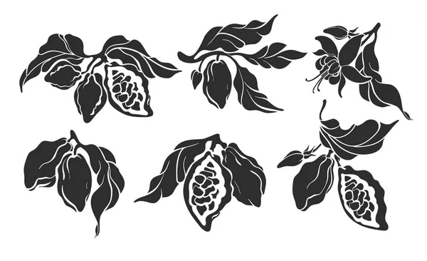 Kakao uppsättning. Vector Botanical handritad design — Stock vektor