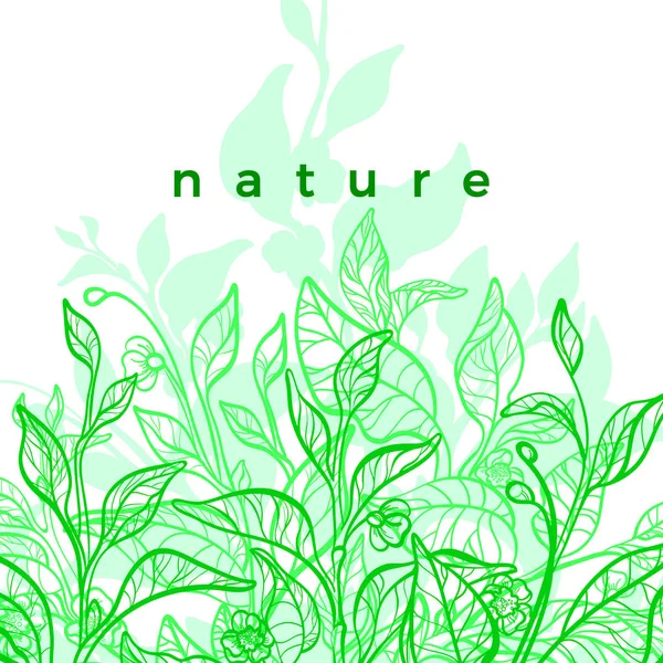 Teeblatt vorhanden. Vektor frische Vorlage. grüne Plantage — Stockvektor